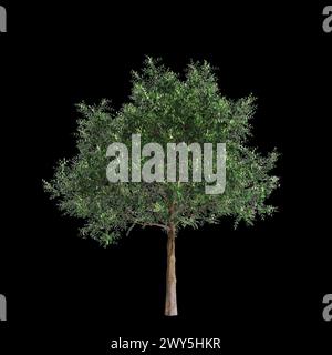 Illustration 3d de l'ensemble Bergerocactus emoryi arbre isolé sur fond noir Banque D'Images