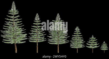 Illustration 3d de l'ensemble Araucaria heterophylla arbre isolé sur fond noir Banque D'Images