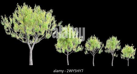 Illustration 3d de l'ensemble Banksia Integrifolia arbre isolé sur fond noir Banque D'Images