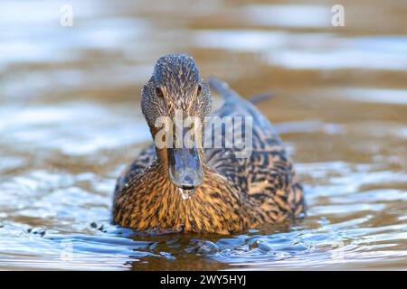 Colvert femelle nageant vers le photographe (Anas platyrhynchos) Banque D'Images