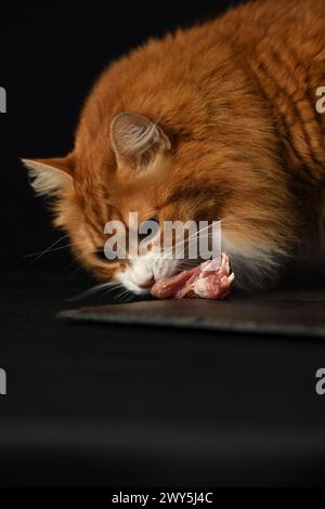 Un chat au gingembre renifle un morceau de viande crue dans une assiette. Fond noir Banque D'Images