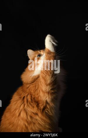 Le chat rouge leva les yeux et leva la patte. Fond noir Banque D'Images