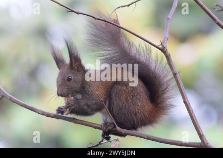 Écureuil roux mangeant des noix sur une branche (Sciurus vulgaris) Banque D'Images