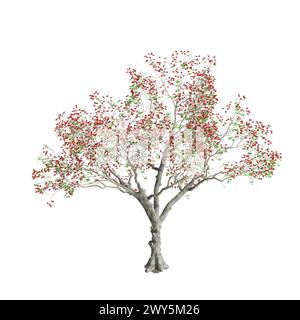 Illustration 3d de l'arbre Erythrina variegata isolé sur fond blanc Banque D'Images