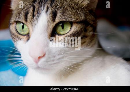 Et blanc Tabby cat's face. Voir de très près. Banque D'Images