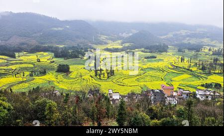 Une colline couverte de diverses cultures dans le champ de Luosi, Luoping Chine Banque D'Images