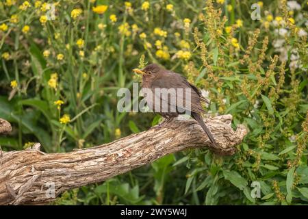 Blackbird, femelle, gros plan dans la forêt au royaume-uni Banque D'Images