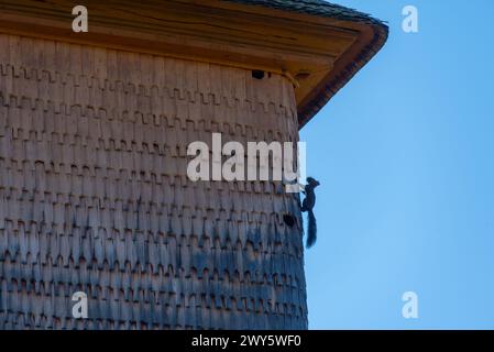 L'église en bois Nativité de la mère de Dieu de Laschia en Roumanie Banque D'Images