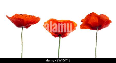 Trois coquelicots rouges avec des gouttes de rosée isolés sur fond blanc Banque D'Images