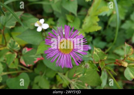 Une fleur d'Erigeron isolée également connue sous le nom de Fleabane Banque D'Images