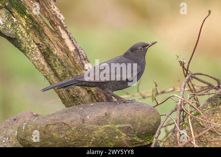 Blackbird, femelle, gros plan dans la forêt au royaume-uni Banque D'Images