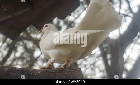 colombe blanche perchée sur une branche d'arbre Banque D'Images