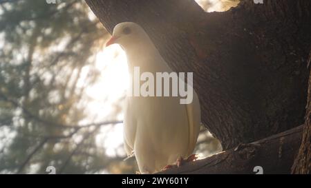 colombe blanche perchée sur une branche d'arbre Banque D'Images