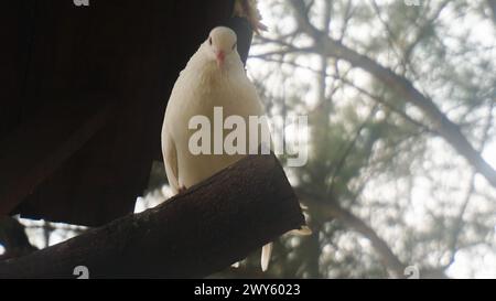 colombe blanche perchée sur une branche d'arbre Banque D'Images