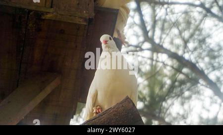 colombe blanche perchée sur une branche d'arbre Banque D'Images