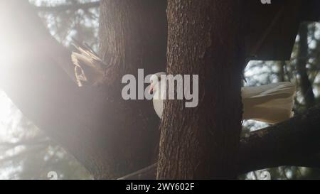 colombe blanche perchée sur une branche d'arbre Banque D'Images