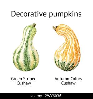 Ensemble décoratif de citrouilles. Couleurs d'automne Cushaw et Green Striped Cushaw, . Illustration dessinée à la main à l'aquarelle isolée sur fond blanc Banque D'Images