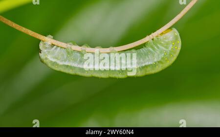 Tacheté phosphila chenille (Phosphila miselioides) insecte ver gris sur une plante de vigne, nature Springtime parasite Control agriculture vue de côté macro. Banque D'Images