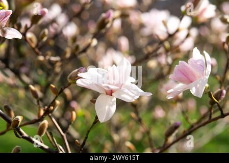 Fleurs fraîches de magnolia fleurissant au printemps. Belle fleur de magnolia rose contre ciel clair. Gros plan. Mise au point sélective. Arrière-plan flou. Élevé Banque D'Images