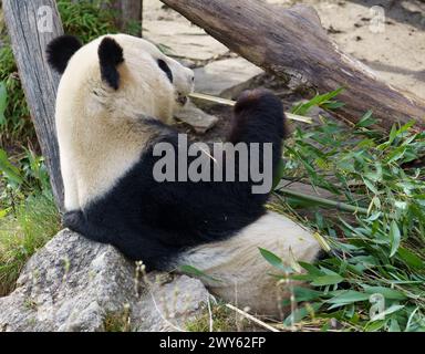 Portrait d'un jeune panda géant appuyé sur un rocher mangeant du bambou Banque D'Images