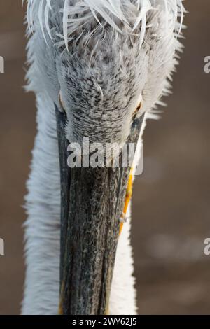 Gros plan ortrait d'un pélican dalmatien (Pelecanus crispus) Banque D'Images