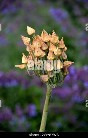 Allium Siculum Ucria 'Sicilian Honey Garlic' Seed Heads cultivés dans les limites du château de Lowther, Lake District National Park, Cumbria, Angleterre, Royaume-Uni. Banque D'Images