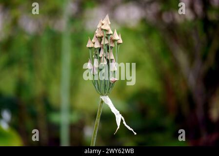 Allium Siculum Ucria 'Sicilian Honey Garlic' Seed Heads cultivés dans les limites du château de Lowther, Lake District National Park, Cumbria, Angleterre, Royaume-Uni. Banque D'Images