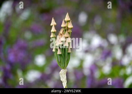 Allium Siculum Ucria 'Sicilian Honey Garlic' Seed Heads cultivés dans les limites du château de Lowther, Lake District National Park, Cumbria, Angleterre, Royaume-Uni. Banque D'Images