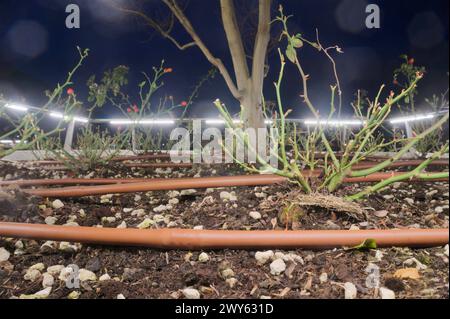 Système d'irrigation pour plantes dans un jardin urbain la nuit Banque D'Images