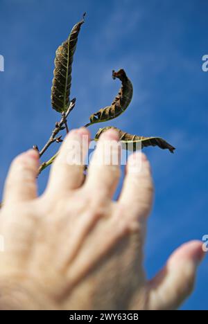 main d'homme atteignant pour les feuilles sèches sur la branche contre le ciel Banque D'Images