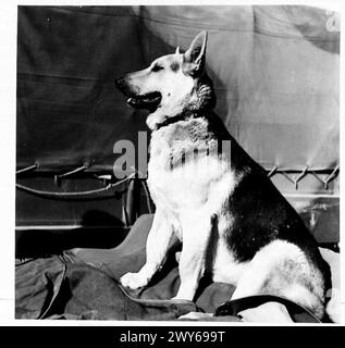 Une ambulance de campagne dans le désert traite 'Cobber', un chien alsacien sauvé d'une tranchée allemande capturée, tandis que les forces britanniques mènent des opérations de lutte antiacridienne au moyen-Orient, Cobber rejoignant finalement son maître en Arabie. Banque D'Images