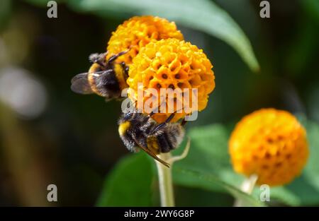 Londres, Royaume-Uni. 7 juin 2021. Un bourdon pollinise une fleur d'arbre de boule orange (Buddleja globosa). Crédit : Vuk Valcic/Alamy Banque D'Images