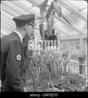 THE GARDENS OF KEW : THE WORK OF KEW GARDENS IN WARTIME, SURREY, ANGLETERRE, Royaume-Uni, 1943 - Un membre de la Croix-Rouge britannique et sa compagne inspectent des pichets carnivores de Malaisie et de Bornéo dans le département tropical de Kew Gardens. Des plantes plus insectivores, telles que la rosée sud-africaine et la plante de pichet américaine, peuvent également être vues sur les étagères de la serre. , Banque D'Images