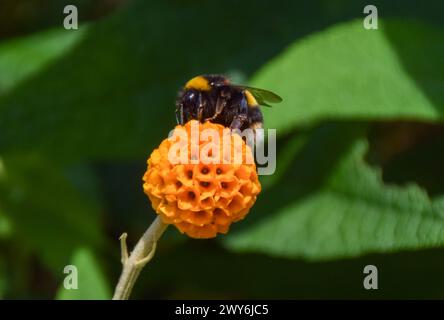 Londres, Royaume-Uni. 7 juin 2021. Un bourdon pollinise une fleur d'arbre de boule orange (Buddleja globosa). Crédit : Vuk Valcic/Alamy Banque D'Images