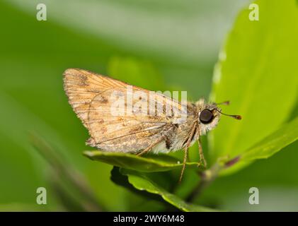 Butterfly Fiery Skipper (Hylephila phyleus) insecte sur Yaupon Holly Ilex Vomitoria feuilles, nature Springtime Pest control agriculture Houston, TX USA. Banque D'Images