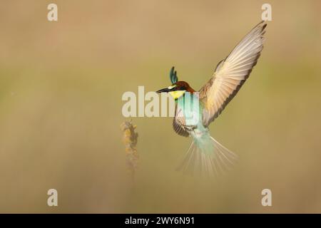 European Bee-Eater (Merops apiaster), Salamanque, Castilla y Leon, Espagne Banque D'Images