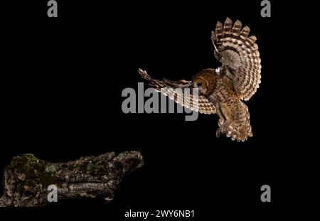 Portrait d'un hibou eurasien (Bubo bubo) la nuit, Salamanque, Castilla y Leon, Espagne Banque D'Images