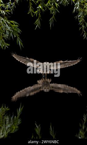 Eurasian Scops Owl (Otus Scops) volant la nuit et réfléchissant sur l'eau, Castilla y Leon, Espagne Banque D'Images