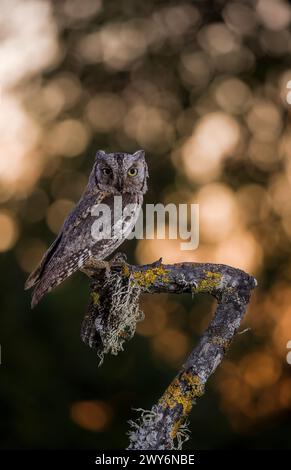 Eurasian Scops Owl (Otus Scops) perché sur une branche Salamanque, Castilla y Leon, Espagne Banque D'Images