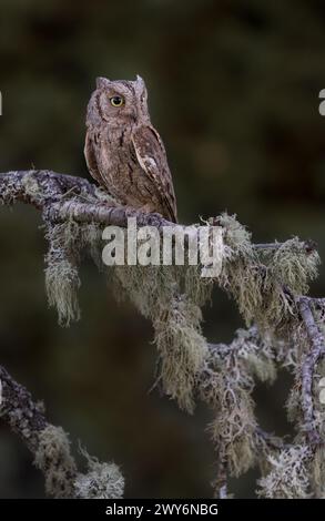 Eurasian Scops Owl (Otus Scops) perché sur une branche Salamanque, Castilla y Leon, Espagne Banque D'Images