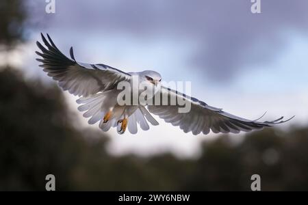 Cerf-volant à ailes noires (Elanus caeruleus), Salamanque, Castilla y León, Espagne Banque D'Images