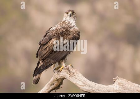 Aigle de Bonelli (Aquila fasciata), Salamanque, Castilla y Leon, Espagne Banque D'Images