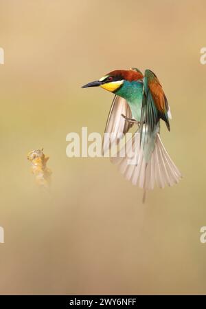 European Bee-Eater (Merops apiaster), Salamanque, Castilla y Leon, Espagne Banque D'Images