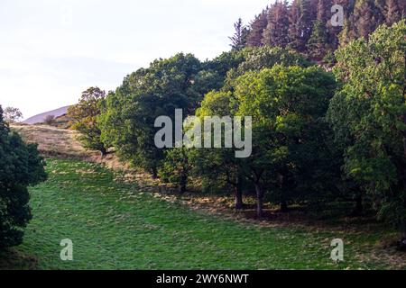 Forêt feuilletée le long des bords des pâturages dans la lumière dorée de fin d'après-midi dans la chaîne de Clwydian au pays de Galles Banque D'Images