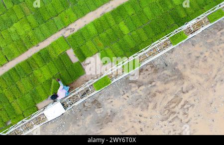 Meishan, province chinoise du Sichuan. 4 avril 2024. Une photo de drone aérien montre un agriculteur travaillant dans la rizière de la ville de Meishan, dans la province du Sichuan, au sud-ouest de la Chine, le 4 avril 2024. L'agriculture printanière bat son plein à travers la Chine pendant le festival Qingming. Crédit : Weng Guangjian/Xinhua/Alamy Live News Banque D'Images