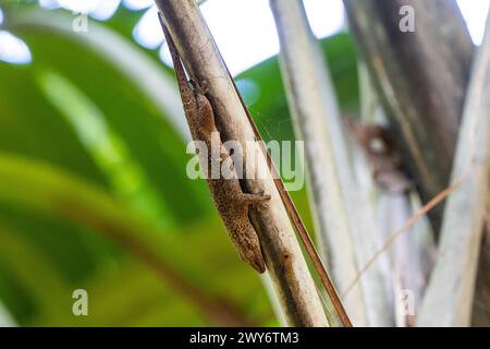 Gecko de bronze dans la Vallée de mai, Praslin, Seychelles Banque D'Images