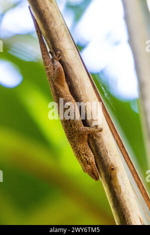 Gecko de bronze dans la Vallée de mai, Praslin, Seychelles Banque D'Images