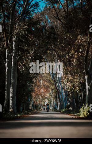 Une route pittoresque bordée d'arbres des deux côtés Banque D'Images