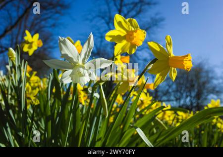 Fleurs de jonquille jaune et blanc brillant au soleil de printemps sous le ciel bleu, soft focus de près, dans le parc Djakneberget à Vasteras, Suède Banque D'Images