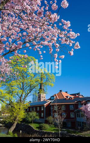Fleur de cerisier rose, fleurs sur l'arbre de sakura et arbre vert avec vue sur la cathédrale de Vasteras dans la vieille ville dans la belle journée ensoleillée de printemps, Suède Banque D'Images